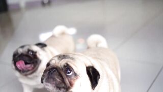 pets & Animals dogs