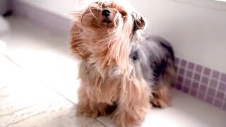 pets & Animals dogs