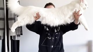 How big is Maine Coon cat female?