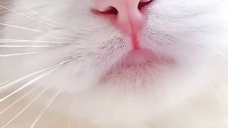 Cat funny videos