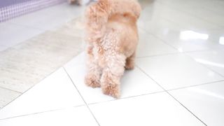 pets & Animals dogs