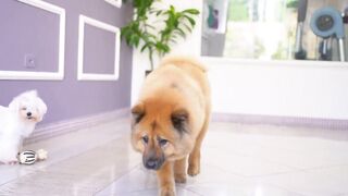 pets & Animals dogs