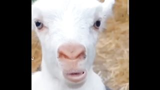 Best Funny videos