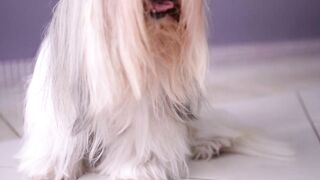 pets & Animals dogs