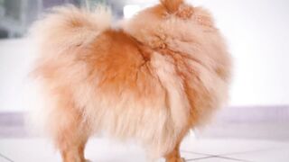 pets & Animals dogs