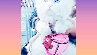 Funny cat magic eye video
