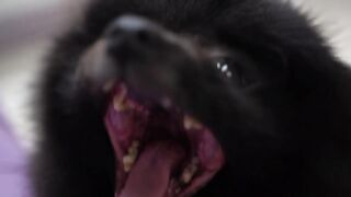 pets & Animals dogs