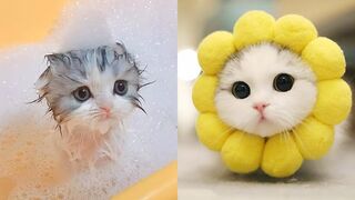 Baby cats-cute and funny cat videos compilation