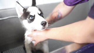 pets & Animals dogs