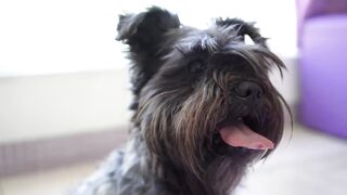 pets & Animals dogs