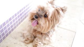 pets & Animals dogs