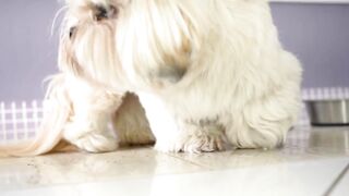pets & Animals dogs