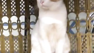 Khus naseeb Billi Roza e Rasool (SAWW) par