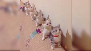 funniest cute cat videos