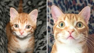 Funny Cats try not to laugh ???????? || funniest cat videos