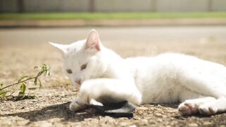 Cute Cats in Differents mood