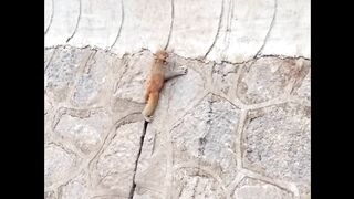 Mother Monkey Rescues Her Baby