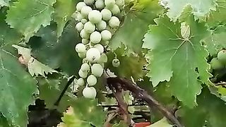 Beautiful Natural fruits