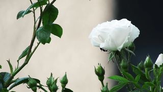 Ant rose flower