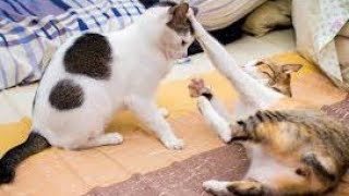 Cats Funny cats