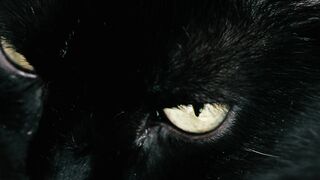 Black cat