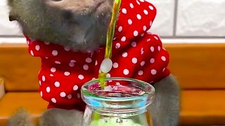 Pokhi monkey