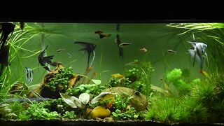 Fish Aquarium