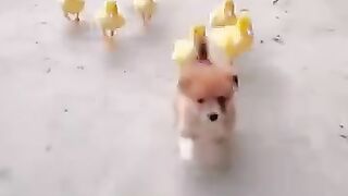 Most amazing video