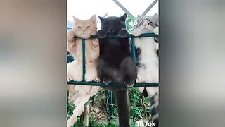 Super cats ????️????