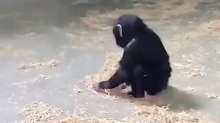 Motamazing funny video