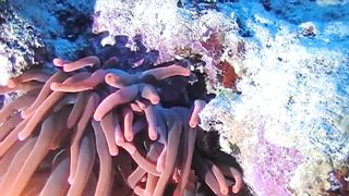 Under water fishes