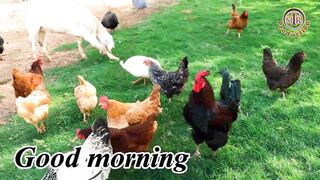 Good morning
