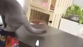 Cat Crazy Video #cat #funny #comedy
