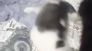 Где кошка