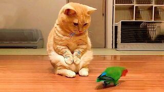 ???? FUNNY CATS AND DOGS | FUNNY ANIMALS
