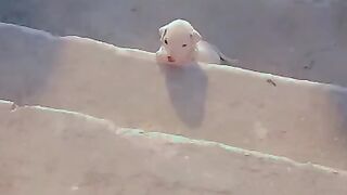 CUTE PUPPY TRIES TO CLIMB
