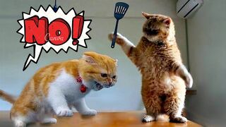 Angry - Funny Dogs and Cats  Try not to laugh impossible