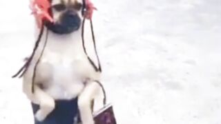 THE DOG  AK MUJNOW