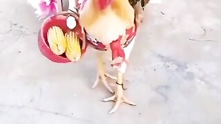 Funny video