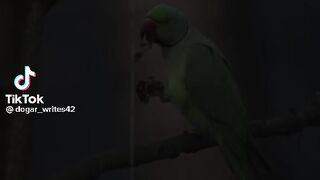 کن فیکون
