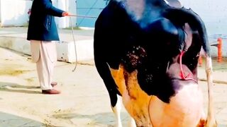 Greatest cow