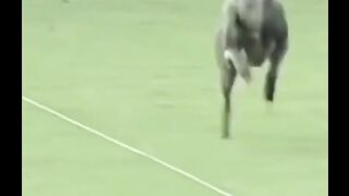 Fastest dog of the world| World record of fastest dog