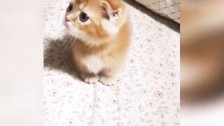 How a cute baby |febspot | beautiful baby cat