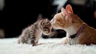 Cat and babycat amazing video