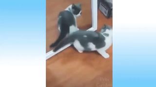 Cat video