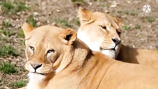 Lion angry