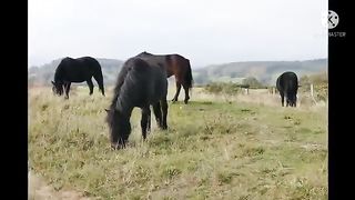 Horse video