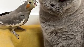 Best funny videos of cats | cat & parrot love