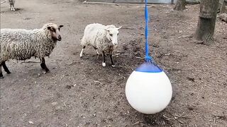 SHEEP HITING BALL