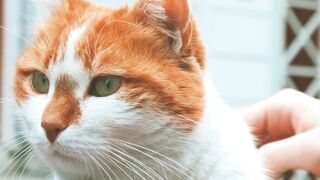 Cat playing|cat lovers